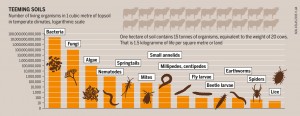 (Click to zoom) Humus harbours many secrets. Only a fraction of the many species that live in it have been identified. cc. Soil Atlas 2015